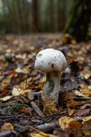 Big boletus with a white cap on a thick stem in the autumn forest close-up photo. White mushroom in golden leaves macro photography. photo