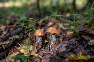 A pair of boletus mushroom in the autumn forest on a sunny day closeup photo. Two orange-cap mushrooms on the sunlight macro photography. photo