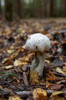 Big boletus with a white cap on a thick stem in the autumn forest close-up photo. White mushroom in golden leaves macro photography. photo