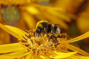 Bumblebee recoge polen en una flor amarilla en una foto de primer plano de un día soleado de verano. bombus sentado en fotografía macro de girasol.