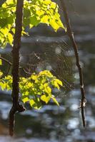 Cobweb on in the sunset light in August. Spider web on a tree in the park illuminated by the sun on a summer day. photo