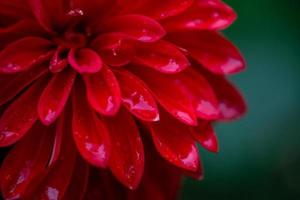 Red petals flower with raindrops on a green background closeup photo. Dark red dahlia wet flower macro photography. photo