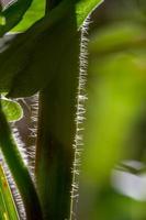 Stem of a green plant in the back light of a close-up photography. Burdock stem illuminated by the evening summer sun macro photography. photo