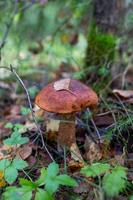 Small boletus in autumn sunny day close-up photo. Leccinum mushroom with a round orange cap in the autumn forest macro photography. photo