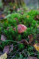 Small boletus in autumn sunny day close-up photo. Leccinum mushroom with a round orange cap in the autumn forest macro photography. photo