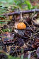 boletus pequeño en la foto de primer plano del día soleado de otoño. hongo leccinum con una gorra naranja redonda en la fotografía macro del bosque otoñal.