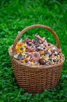 A full basket of mushrooms standing behind the green grass. Gifts of the forest collected in a basket in September. photo