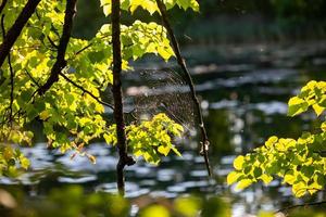 Cobweb on in the sunset light in August. Spider web on a tree in the park illuminated by the sun on a summer day. photo