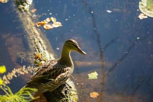 Duck sitting on a tree trunk floating in a pond. Duck bird sitting on a stick in the water at sunset on a summer day. photo