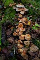 Honey mushrooms growing in the trunk of a fallen tree. Armillaria mushrooms family in the autumn forest. photo