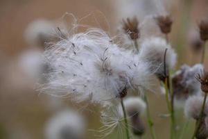 A group of common dandelions in a field on a warm autumn day. Taraxacum officinale macro photography on a brown background. photo