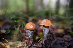 A pair of boletus mushroom in the autumn forest on a sunny day closeup photo. Two orange-cap mushrooms on the sunlight macro photography. photo