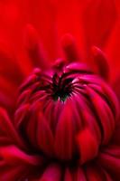 Red petals of a garden dahlia flower macro photography on a summer day. Blooming dahlia with dark red petals close-up photo in summertime.