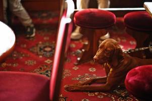 Hungarian Vizsla dog lying on red carpet. photo