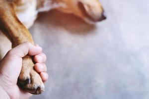 owner petting his dog, Hands holding paws dog are taking shake hand together while he is sleeping or resting with closed eyes. empty space for text. photo