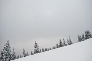 Pine trees covered by snow on mountain Chomiak. Beautiful winter landscapes of Carpathian mountains, Ukraine. Frost nature. photo