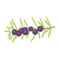 Flat design illustration of olives on a twig with green leaves. vector