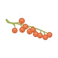 A branch of redcurrants Isolated on a white background, vector illustration