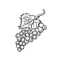 contour drawing of a bunch of grapes, vector illustration isolated on white background, wine label