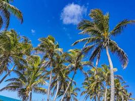 Beautiful tropical natural beach and forest panorama Contoy island Mexico. photo