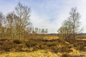 Beautiful natural forest moor and winter landscape panorama Germany. photo