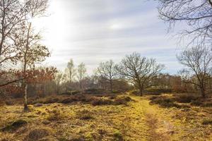 hermoso bosque natural páramo y paisaje invernal panorama alemania. foto