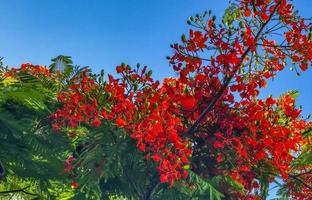 Beautiful tropical flame tree red flowers Flamboyant Delonix Regia Mexico. photo