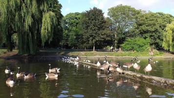 Lake View and Water Birds at Local Public Park of England Great Britain UK video