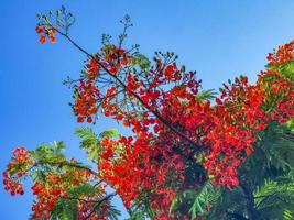 Beautiful tropical flame tree red flowers Flamboyant Delonix Regia Mexico. photo