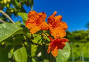 Kou Cordia subcordata flowering tree with orange flowers in Mexico. photo