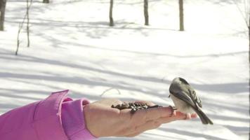 Bird in women's hand eat seeds video