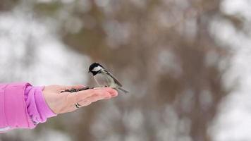 Small titmouse chickadee video