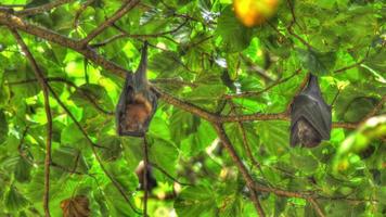 zorros voladores colgando de una rama de árbol y lavándose video