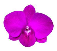 Pink orchid isolated on white background photo
