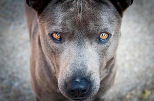 Close up face of brown dog photo