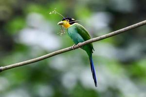 pájaro de cola larga que trae una rama de árbol para hacer un nido en el bosque en el parque nacional de khao yai, tailandia. foto