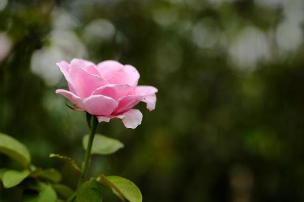Baby Pink Rose Stock Photos, Images and Backgrounds for Free Download
