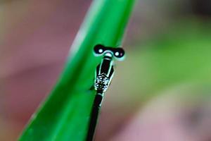 long-winged dragonfly sibar-sibar insect animal with blur background texture photo