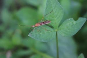 animal insecto encaramado en una hoja con una textura de fondo borrosa foto