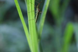 animal insecto encaramado en una hoja con una textura de fondo borrosa foto