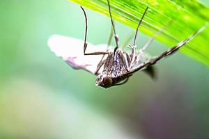 beautiful winged insect animal butterfly with blur background texture photo