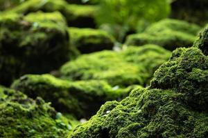 Beautiful Bright Green moss grown up cover the rough stones and on the floor in the forest. Show with macro view. Rocks full of the moss texture in nature for wallpaper. soft focus. photo