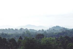 bosque de paisaje en la atmósfera clima frío la niebla invernal cubrió la montaña. foto