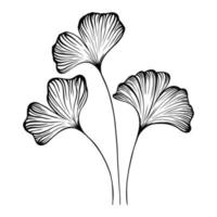 Hand Drawn Ginko Biloba. Black and white line drawing, pen and ink hand drawn.