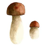 Watercolor forest mushrooms boletus vector