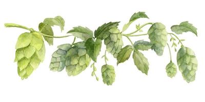 Hop Plant for the production of Beer or Ale. Watercolor vector hand drawn illustration for Octoberfest. Sketch on white isolated background for ornament or any design