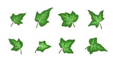 Set of green ivy leaves isolated on white background. Vector flat cartoon illustrations