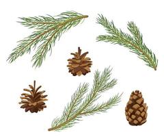 Pine Tree Branches and Fir Cones. Vector Cartoon Set isolated on white