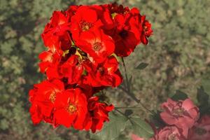 red roses in the garden photo