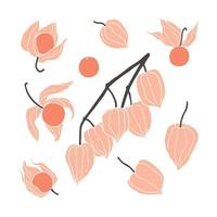 Set of hand drawn physalis, single berries and branch. Minimalist autumn illustration vector